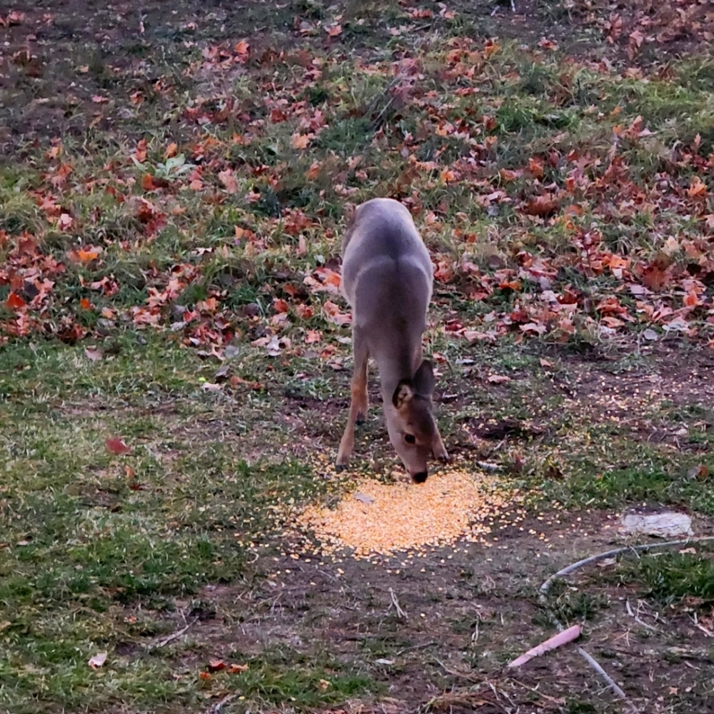 Meet your Posher, Fred